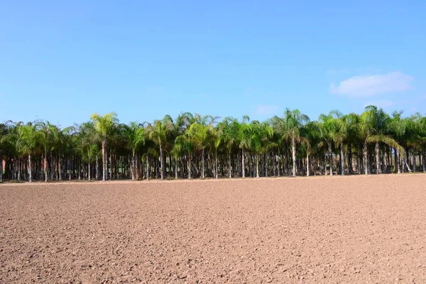 stock image palm leaves, flora in nature, environment