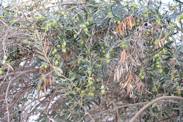 Оливки Дереві Іспанія — стокове фото