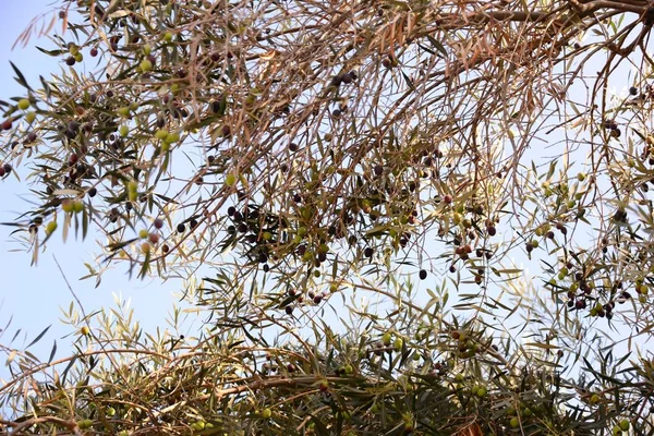 Olives Tree Spain — Stock Photo, Image