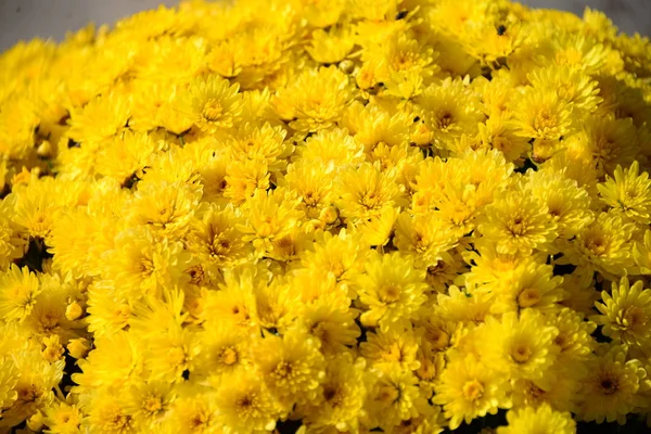 Különböző Virágok Szelektív Fókusz — Stock Fotó