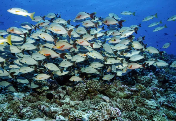 Humpback Snapper Στο Νότιο Ειρηνικό Fakarava — Φωτογραφία Αρχείου