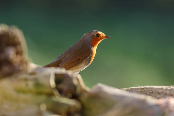 自然の中で美しいロビンの鳥の風景 — ストック写真