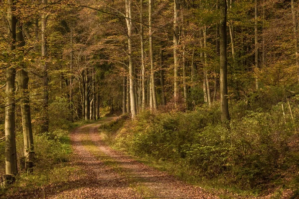 Piękne Jesienne Liście Lesie — Zdjęcie stockowe