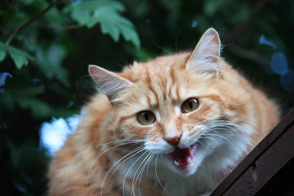 Vacker Långhårig Ingefära Katt — Stockfoto