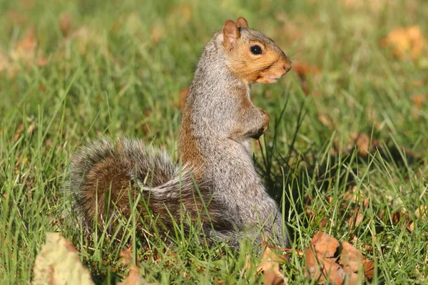 Eekhoorndier Pluizig Knaagdier — Stockfoto