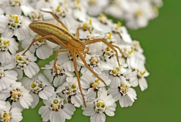 Spinnentibellus Oblongus — Stockfoto