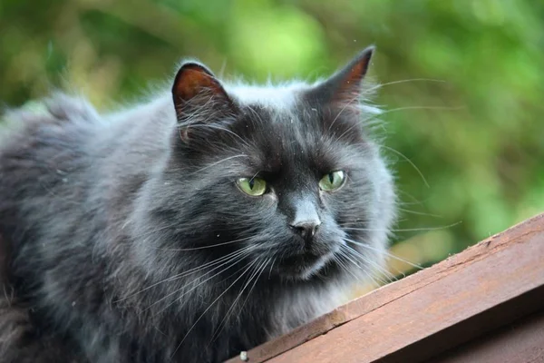 Yakışıklı Uzun Zamandır Yayınlanan Siyah Kedicik Dikkatle Izliyor — Stok fotoğraf