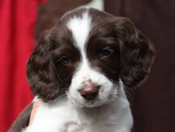 Muy Lindo Hígado Blanco Tipo Trabajo Inglés Springer Spaniel Mascota — Foto de Stock