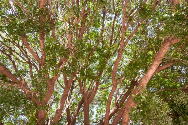 여름의 나무줄기 — 스톡 사진