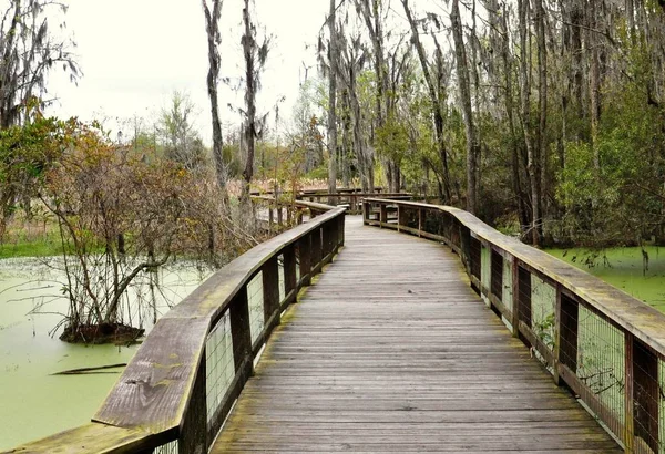 Través Una Zona Pantanosa Virginia Usa —  Fotos de Stock