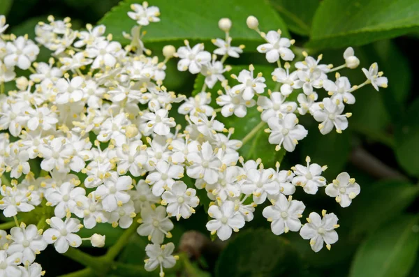 Schöne Blumen Blumiges Konzept Hintergrund — Stockfoto