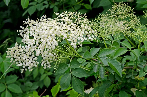 Schöne Blumen Blumiges Konzept Hintergrund — Stockfoto