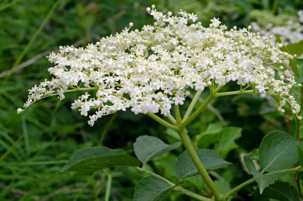 Weiße Blumen Eines Strauches Eines Blühenden Baumes — Stockfoto