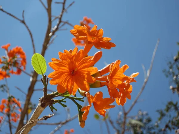 美丽盛开的花朵的近景 — 图库照片