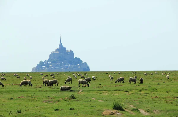 Flock Eviscerated Prior Mont Saint Michel Brittany Normandy France — Foto de Stock