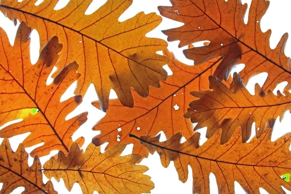 Węgierski Dąb Quercus Frainetto Liść Jesiennych Kolorach Odizolowany Białym Tle — Zdjęcie stockowe