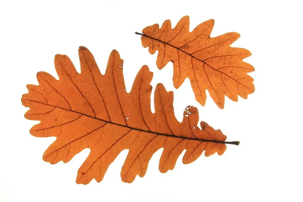 Hungarian Oak Quercus Frainetto Leaves Autumn Colors Exempted White Background — Stock Photo, Image