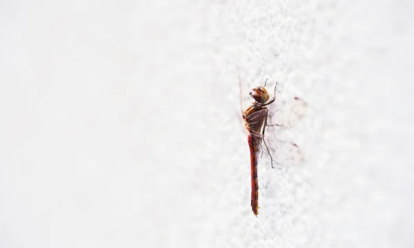 Kanatlı Doğa Böceği Doğa Böceği — Stok fotoğraf