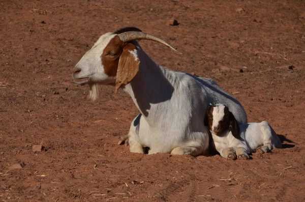 Cabras Nos Kimberleys — Fotografia de Stock