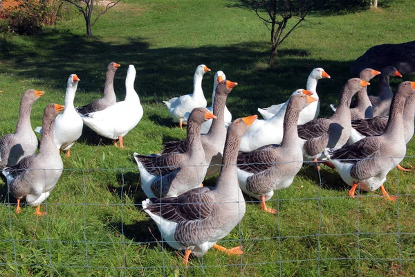 Aves Capoeira Domésticas Exploração — Fotografia de Stock