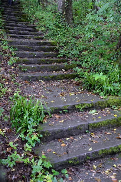 Escadarias Degraus Escadas Floresta Íngreme Caminho Trilha Pedestre Southpfalz Escadas — Fotografia de Stock