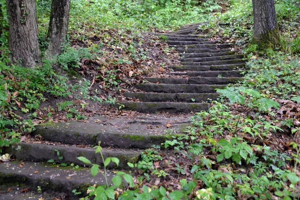 Escaleras Escalones Escaleras Bosques Empinadas Caminos Senderos Palatinados Palatinados Del —  Fotos de Stock