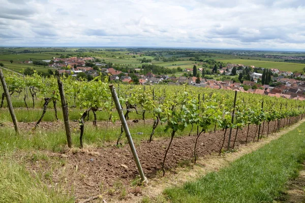 Üzüm Bağı Palatinat Üzüm Bağları Şarap Üzüm Bağları Asmalar Tarım — Stok fotoğraf