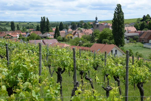 Üzüm Bağı Üzüm Bağı Şarap Asma Asma Tarım Yaz Pleisweiler — Stok fotoğraf