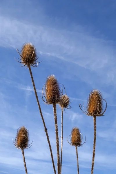 Wilde Gearchiveerde Flora Distel — Stockfoto