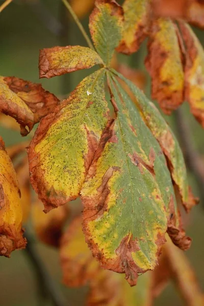 Permiso Otoño Luz —  Fotos de Stock