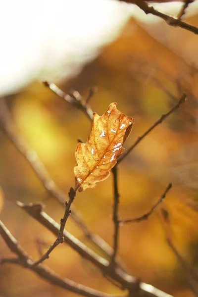 Permiso Otoño Luz —  Fotos de Stock