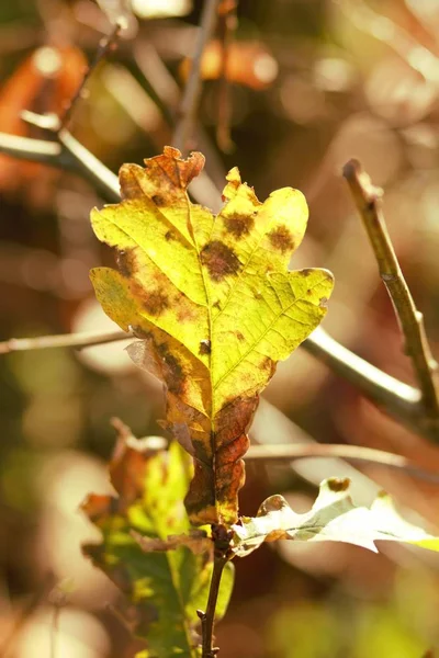 Salen Luz Otoño —  Fotos de Stock