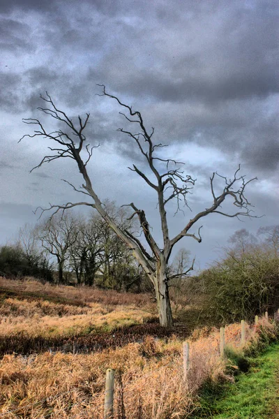 Mrtvý Strom Silueta Proti Tmavě Šedé Oblačné Obloze — Stock fotografie