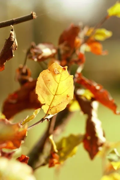 Bladeren Herfst Licht — Stockfoto