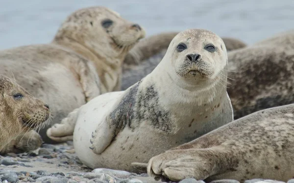 Malerischer Blick Auf Dünen Selektiver Fokus — Stockfoto