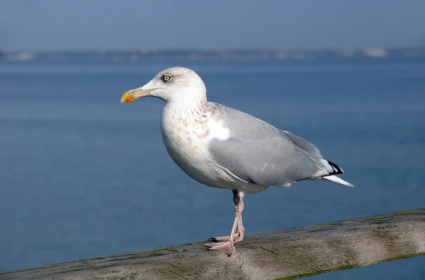 Pintoresco Pájaro Tema Disparo — Foto de Stock