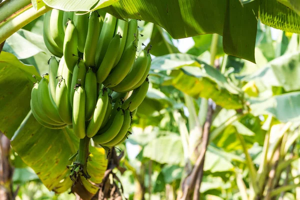 Banány Plantáži Zemědělské Plodiny Tropickým Ovocem — Stock fotografie