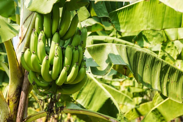 Banány Plantáži Zemědělské Plodiny Tropickým Ovocem — Stock fotografie