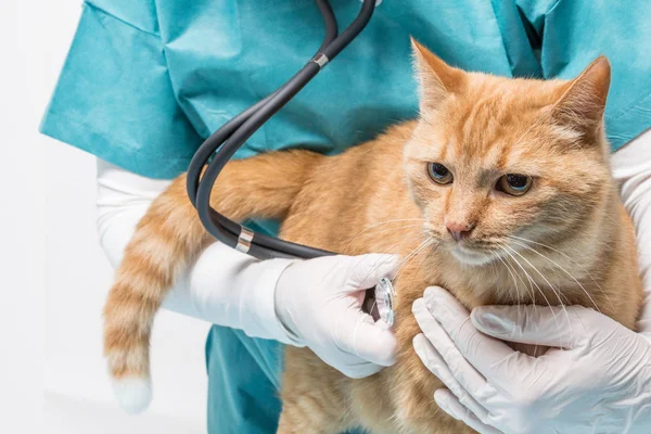 Rode Tijgerkat Krijgt Een Behandeling Met Een Stethoscoop Een Dierenkliniek — Stockfoto