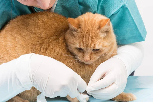 Rode Tijgerkat Krijgt Een Verband Een Dierenkliniek — Stockfoto