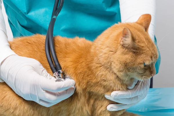 Rode Tijgerkat Krijgt Een Behandeling Met Een Stethoscoop Een Dierenkliniek — Stockfoto