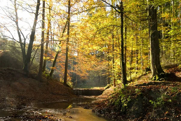 Outono Floresta — Fotografia de Stock