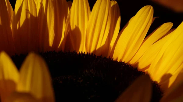 Girasol Vista Cerca — Foto de Stock