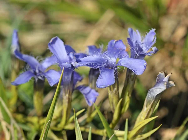 Flores Azules Bosque —  Fotos de Stock