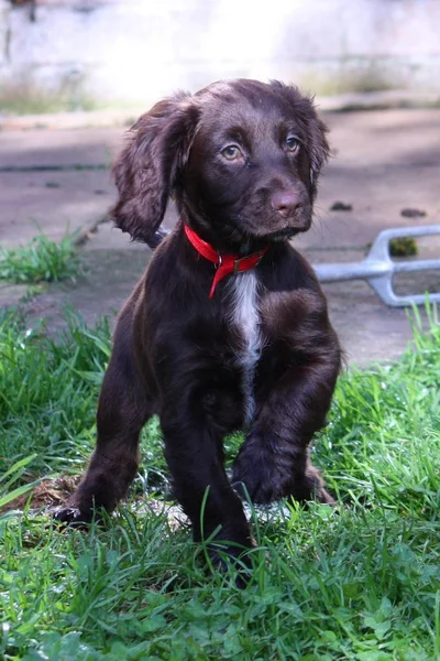 Très Mignon Foie Travail Cocker Épagneul Chien Compagnie — Photo