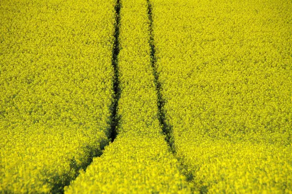 農業用菜の花畑黄色の植物 — ストック写真