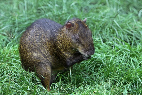 Cute Squirrel Grass — Stock Photo, Image