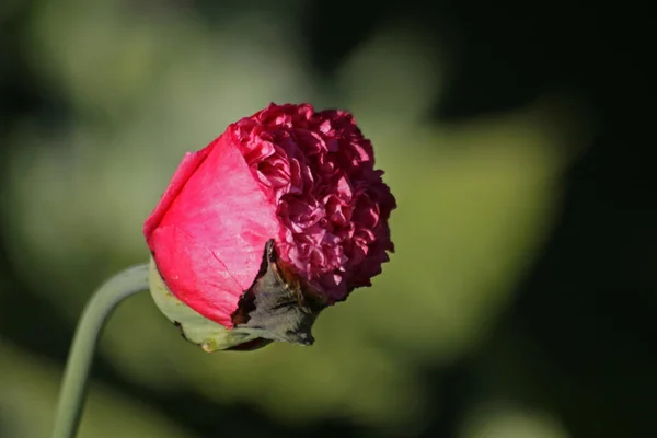 Vue Rapprochée Belles Fleurs Pavot Sauvage — Photo