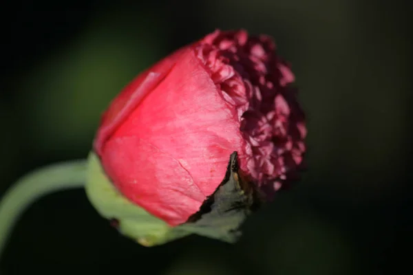 Vista Cerca Hermosas Flores Amapola Silvestre — Foto de Stock