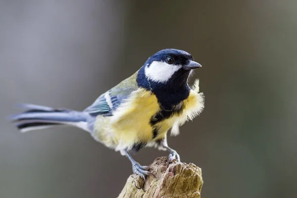 Vista Cênica Belo Pássaro Titmouse — Fotografia de Stock